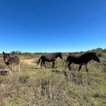Hillview RV Park