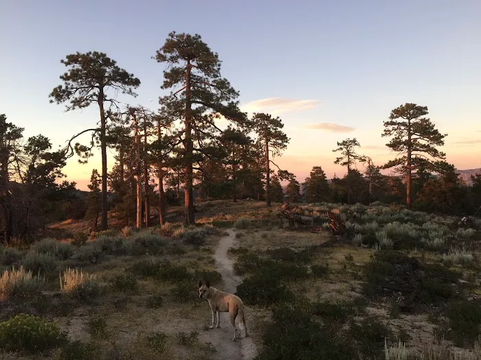 Horse Flats Campground Picture 1