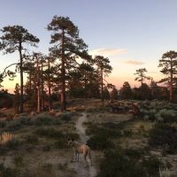 Horse Flats Campground ico