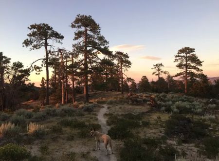 Horse Flats Campground