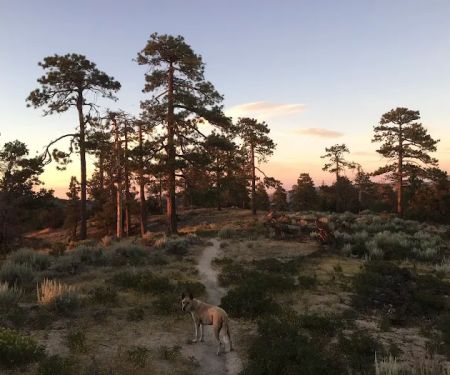 Horse Flats Campground