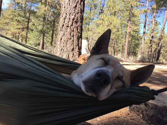 Horse Flats Campground Picture 6