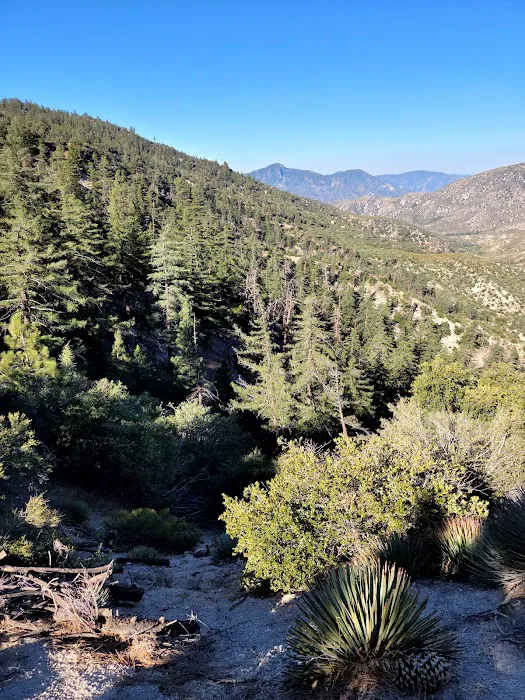 Chilao Campground Picture 3