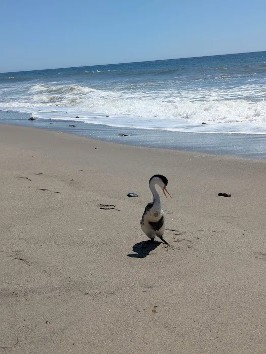 Leo Carrillo State Park Campground Picture 7