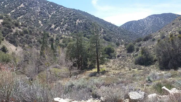 Little Cedars Campground Picture 3