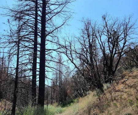 Cooper Canyon Trail Camp