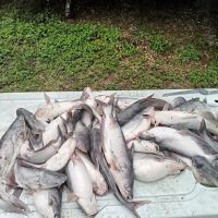 Lake Livingston Fish n Camp RV park ico