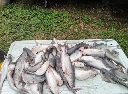 Lake Livingston Fish n Camp RV park