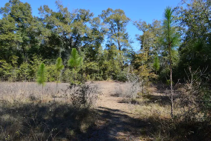Mystic Springs Free Campground Picture 5