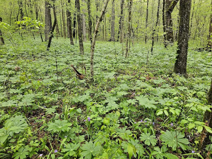 Crystal Recreation Area Picture 3