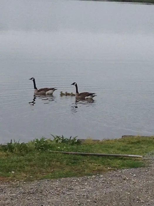 Big Lake RV Park Picture 5