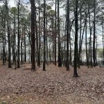 Caddo Drive Campground