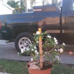 Silver Palm Place