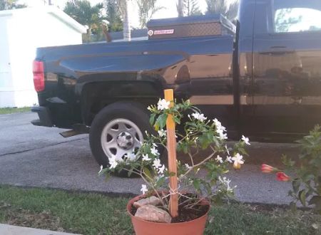 Silver Palm Place