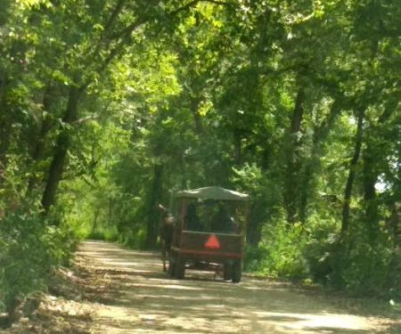 Ponderosa Trails