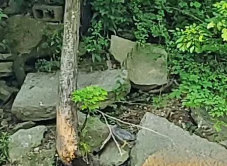 Creekside Campground 1