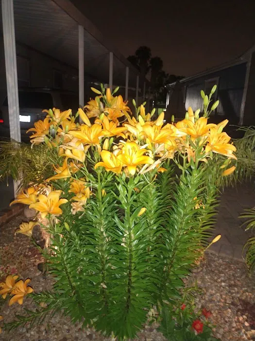 Rancho Fullerton Mobile Home Picture 3