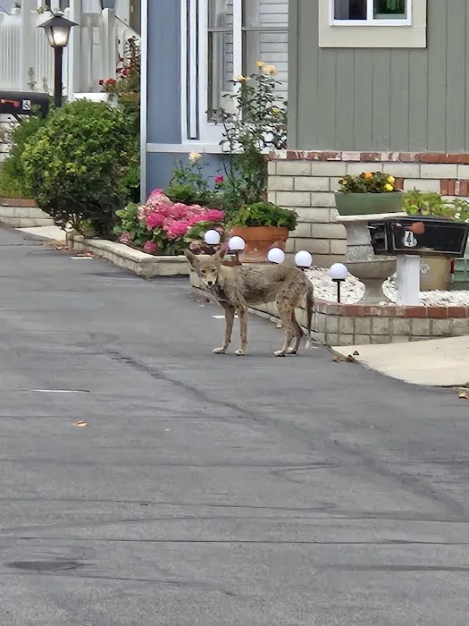 Orange Coast Mobile Home Lodge Picture 1