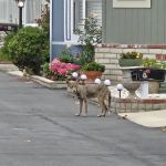 Orange Coast Mobile Home Lodge