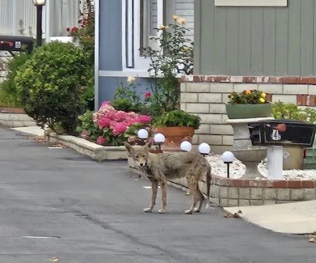 Orange Coast Mobile Home Lodge