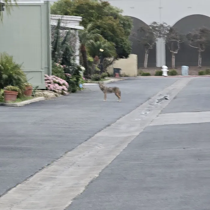 Orange Coast Mobile Home Lodge Picture 4