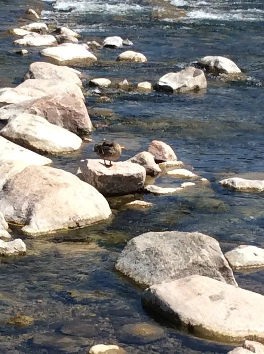 Knutson Dam Campground Picture 9