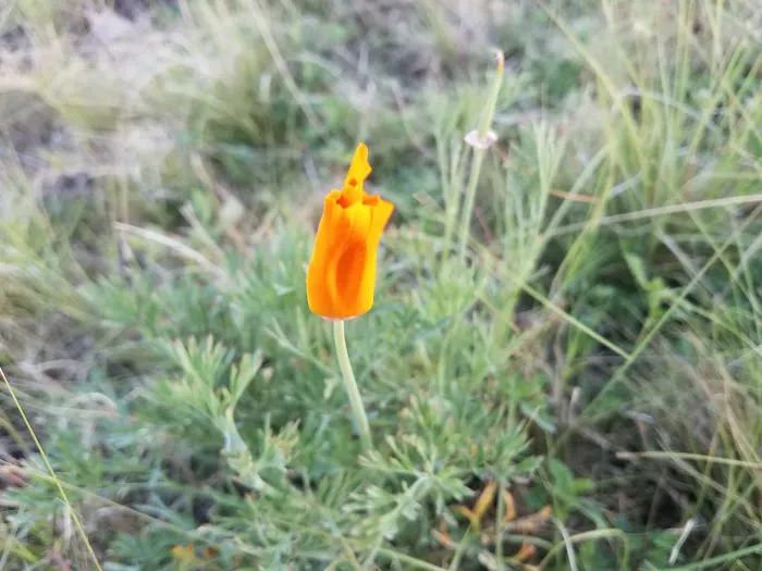 Bandera Estates Picture 4