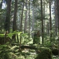Johnson's Landing and Campground ico