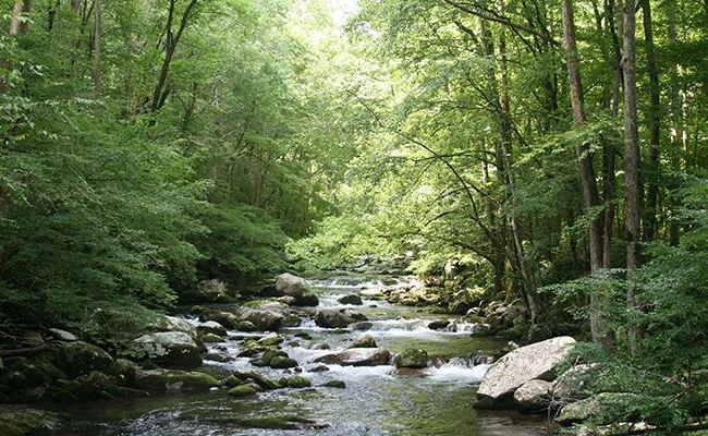 Johnson's Landing and Campground Picture 6