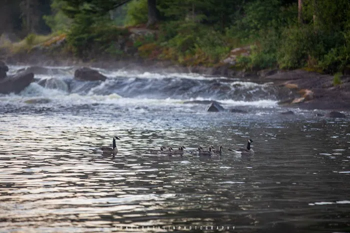 BWCA Campsite #2096 Picture 7