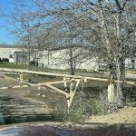 Pecan Grove