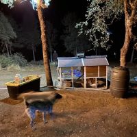 Campikigai.com ikigai Sanctuary 501c3 ico
