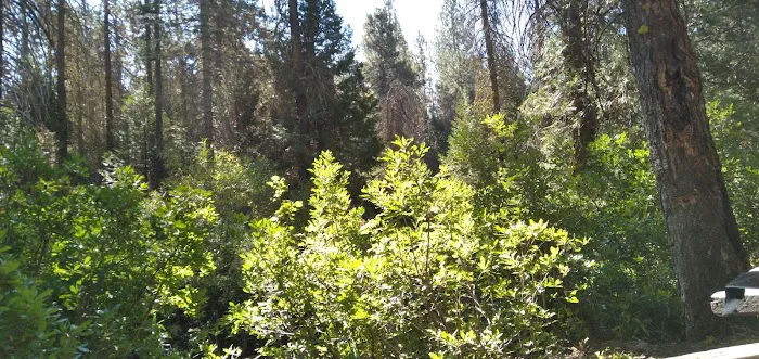 Gaggs Camp Campground Picture 2
