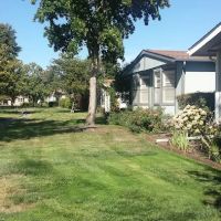 Royal Oaks ico