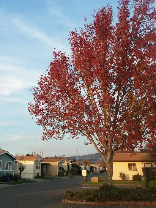 Royal Oaks Senior Mobile Home Picture 7