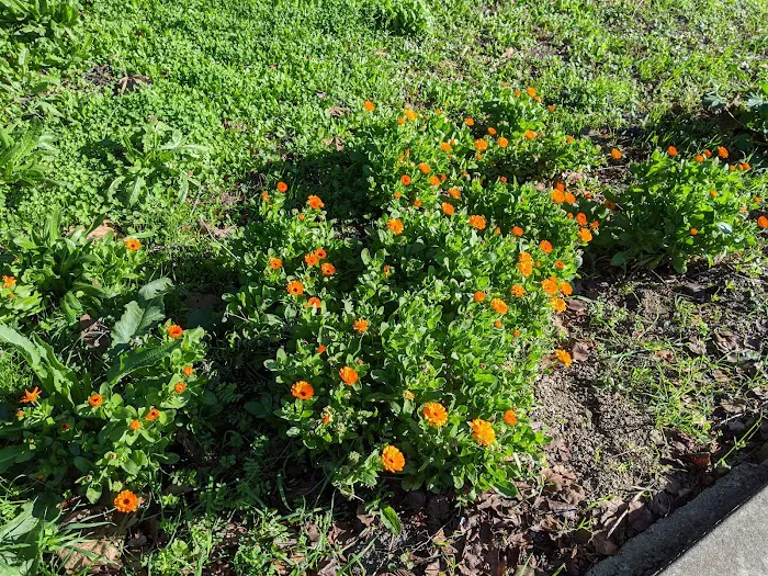 Petaluma Estates Picture 3