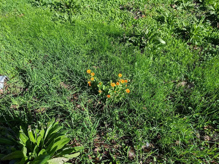Petaluma Estates Picture 10