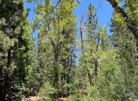 Chilkoot Campground