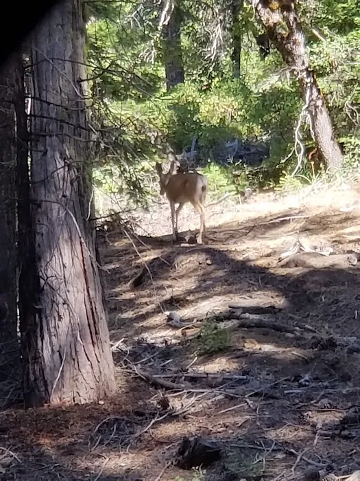 Lower Dinkey Creek Campground Picture 9