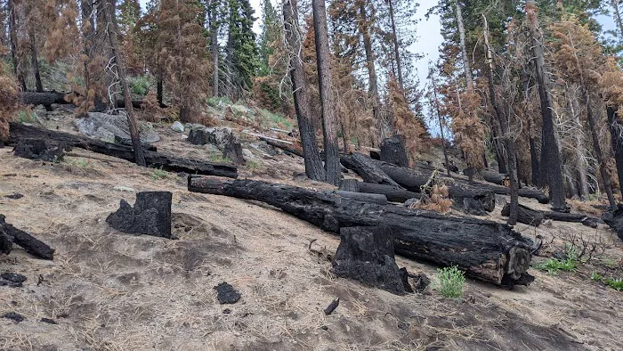Lower Billy Creek Campground Picture 5