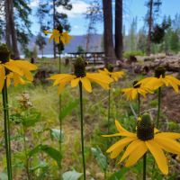 Bear Cove Picnic Site ico