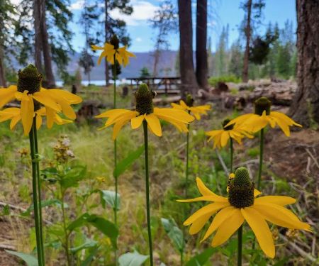 Bear Cove Picnic Site