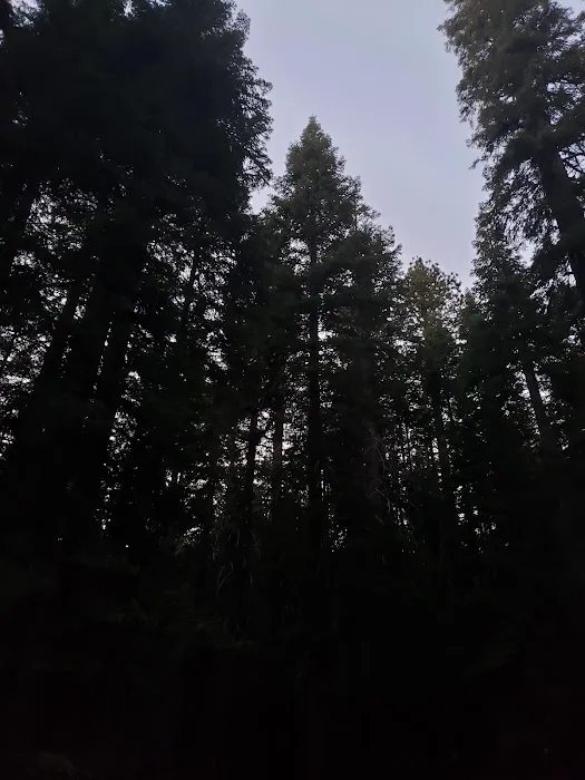 Kinnikinnick Campground Picture 3