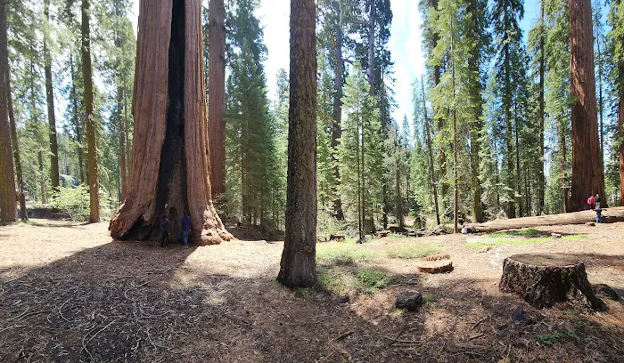 Gigantea Campground Picture 1