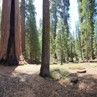Gigantea Campground ico