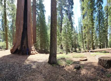 Gigantea Campground