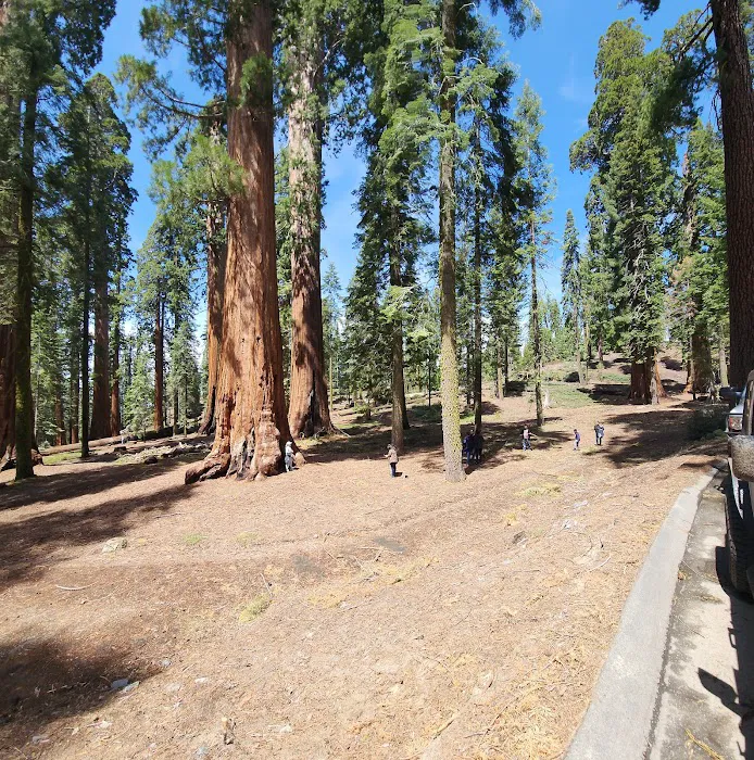 Gigantea Campground Picture 3