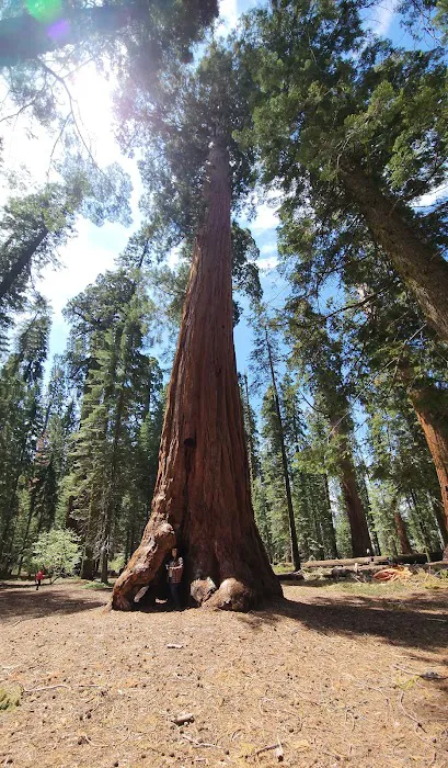 Gigantea Campground Picture 2
