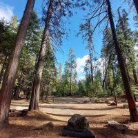 Lone Sequoia Campground ico