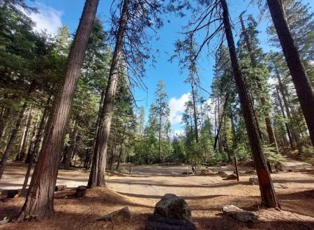 Lone Sequoia Campground
